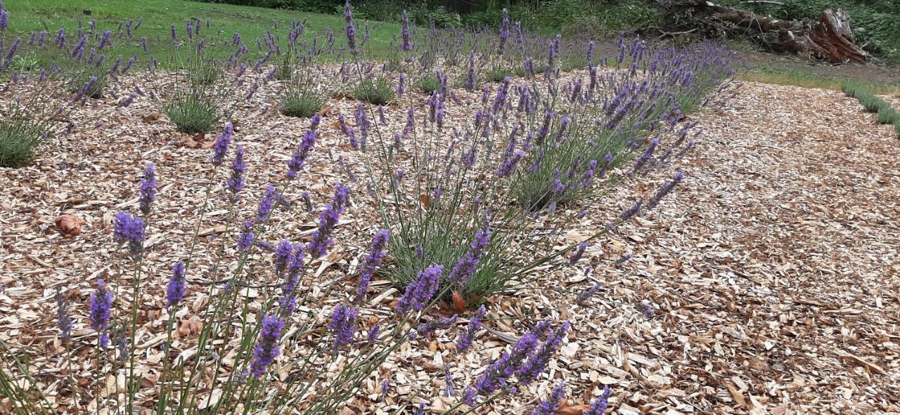 Angels Rest B&B Lavender Farm Skamania Bagian luar foto